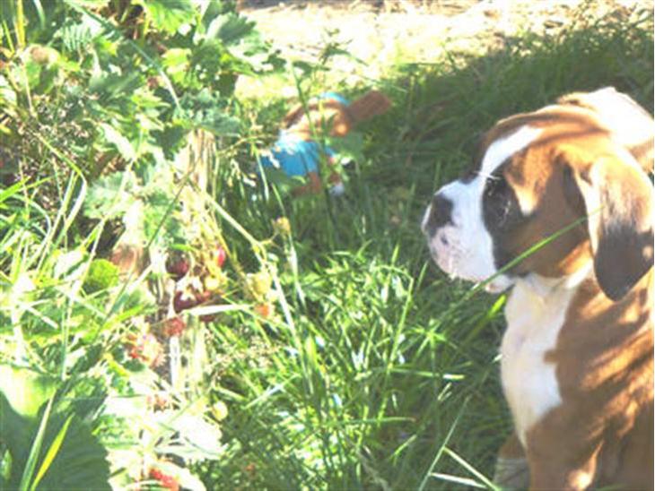 {{currentPhoto.altText}} billede {{currentPhoto.number}}