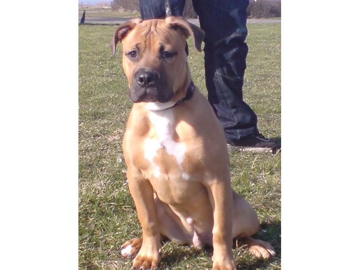 Blanding af racer Pumba *DØD* billede 1