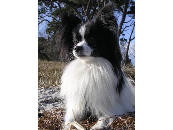 {{currentPhoto.altText}} billede {{currentPhoto.number}}