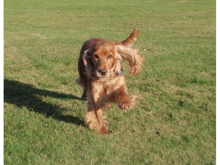 Cocker spaniel Tessi - ja ja nu kommer jeg:-) billede 1
