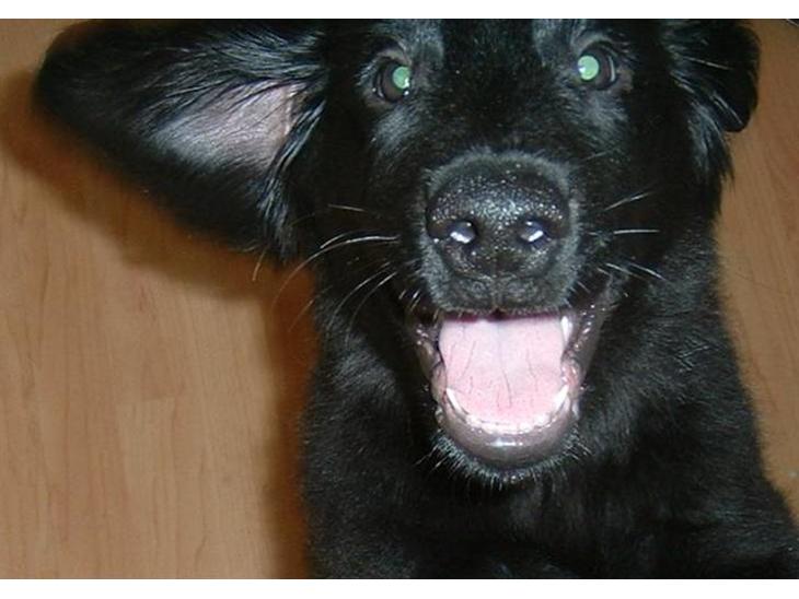 Flat coated retriever Robin - jeg er skam en glad hund, smile kan jeg da helt sikkert <3 billede 1
