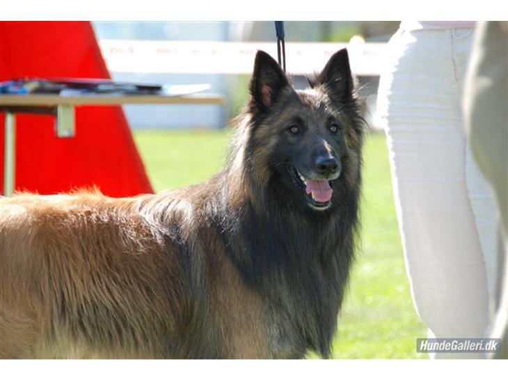 {{currentPhoto.altText}} billede {{currentPhoto.number}}