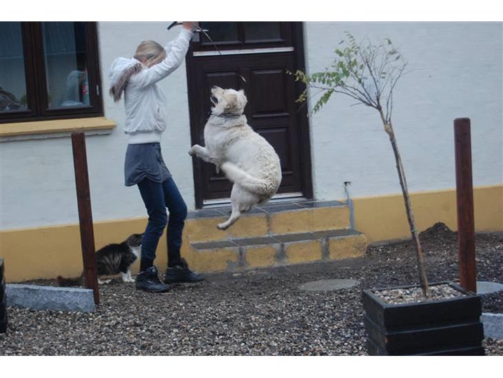 {{currentPhoto.altText}} billede {{currentPhoto.number}}