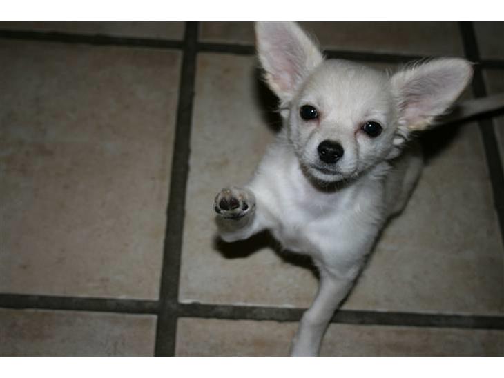 {{currentPhoto.altText}} billede {{currentPhoto.number}}