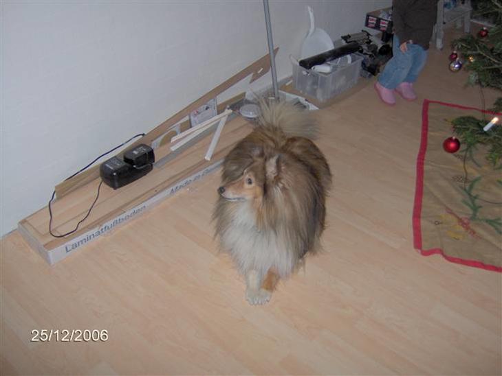 Shetland sheepdog Elvis - Elvis venter spændt på om julemanden kigger forbi billede 1