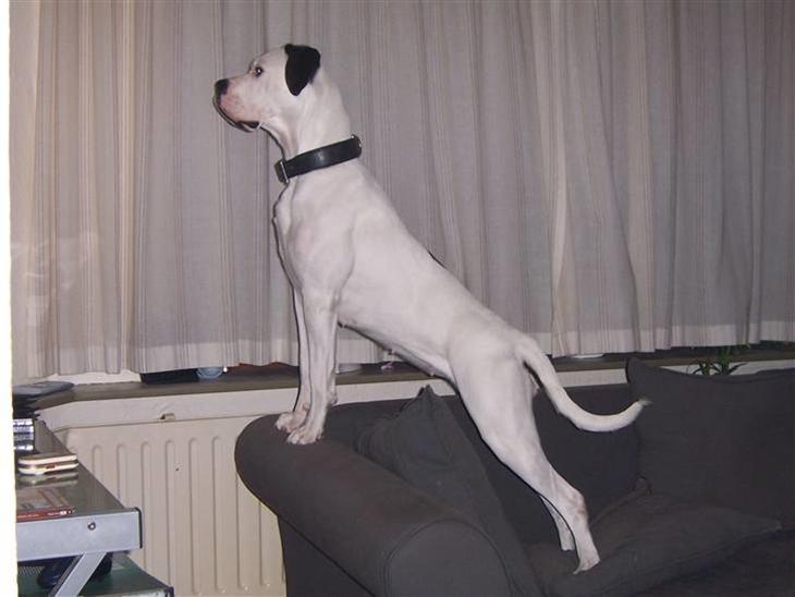 {{currentPhoto.altText}} billede {{currentPhoto.number}}