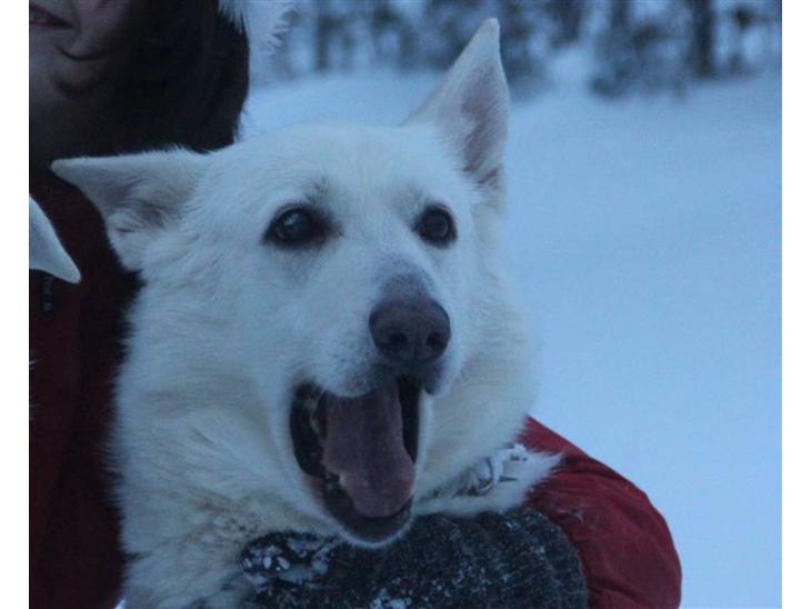 {{currentPhoto.altText}} billede {{currentPhoto.number}}