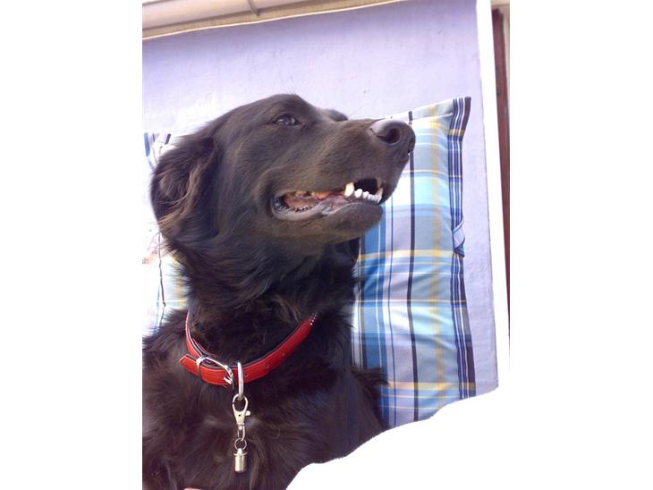 Blanding af racer Tilde - her har jeg lige sniget mig op på stolen ude i haven for der sad alle de andre jo......er man hygge hund eller hvad billede 1