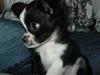 Chihuahua Noir