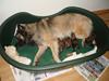 Belgisk hyrdehund Athene [Tidl. hund]
