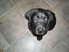 Labrador retriever basse