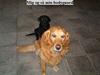 Golden retriever bette pjok (død05)