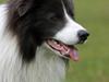 Border collie Lucky