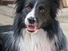 Border collie Barny