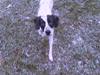 Blanding af racer Pablo **Ribe hund** RIP