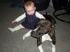 Amerikansk staffordshire terrier Chanti R.I.P [ Himmelhund]