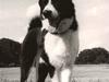 Karelsk bjørnehund King *død* [ Himmelhund]
