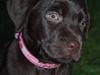 Labrador retriever Molly <33