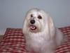 Bichon havanais Chico