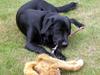 Labrador retriever Oscar