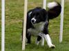 Border collie Sweet