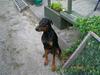 Dobermann (Black Stallion) Ice