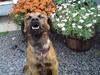 Blanding af racer Jack (græsk hund)