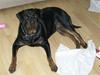 Rottweiler lucky