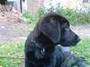 Labrador retriever Balter