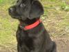 Labrador retriever Kia [Tidl. hund]