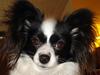 Papillon Nala