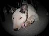 Bullterrier BILLA
