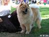 Chow chow Chaina Girl's Petronella