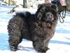 Chow chow Piuk Chow Victoria