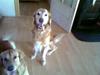 Golden retriever Cæsar 19/11-08 R.i.P