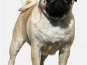 Mops ¤ Kisci Audrey Hepburn ¤