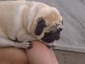 Mops Loui