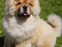 Chow chow Sikka / Rossy Spirit