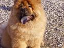 Chow chow Peifu's Aslan Chi Gau
