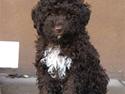 Lagotto romagnolo Mango
