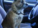 Border terrier Tjavs
