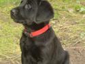 Labrador retriever Kia