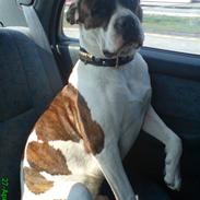 Blanding af racer Simba - Sims