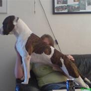 Blanding af racer Simba - Sims