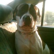 Blanding af racer Simba - Sims