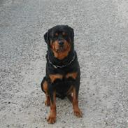 Rottweiler Ull (Himmelhund)