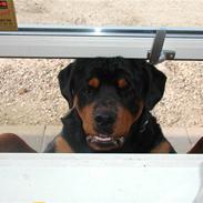 Rottweiler Ull (Himmelhund)