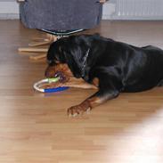 Rottweiler Ull (Himmelhund)