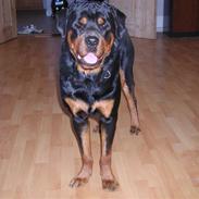 Rottweiler Ull (Himmelhund)