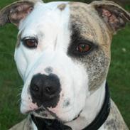 Amerikansk staffordshire terrier Rex..